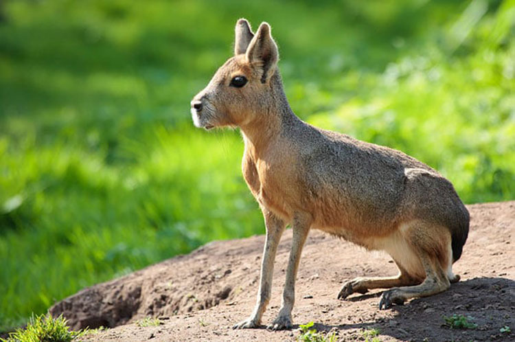 37 Animales extraños que usted (probablemente) no sabía que existían...