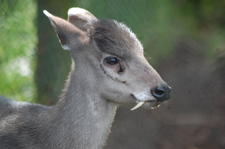 37 Animales extraños que usted (probablemente) no sabía que existían...