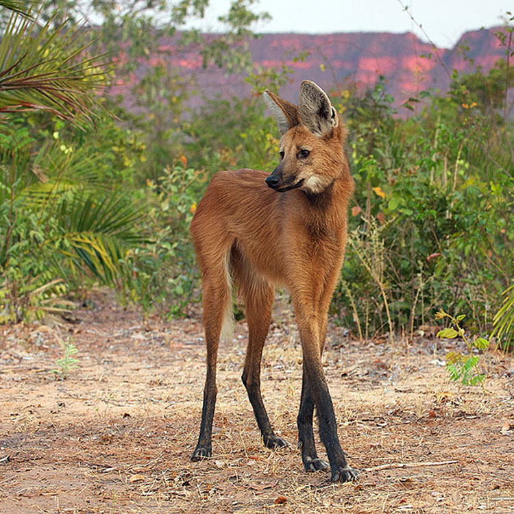 37 Animales extraños que usted (probablemente) no sabía que existían...