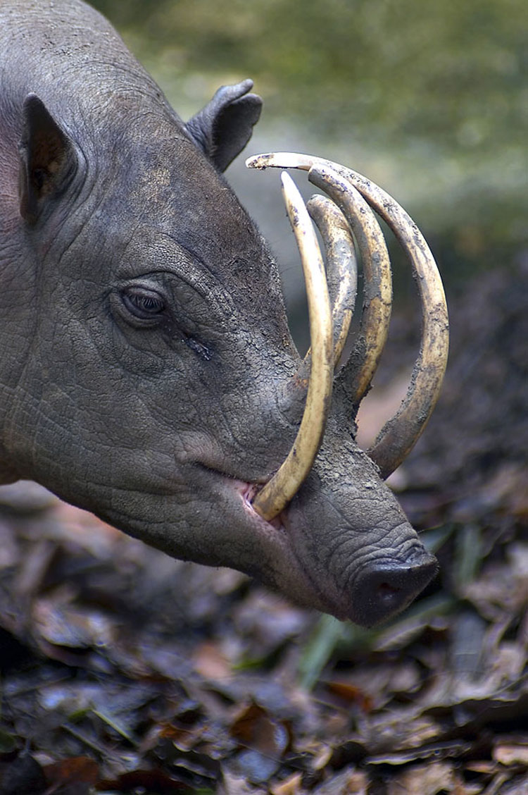 37 Animales extraños que usted (probablemente) no sabía que existían...