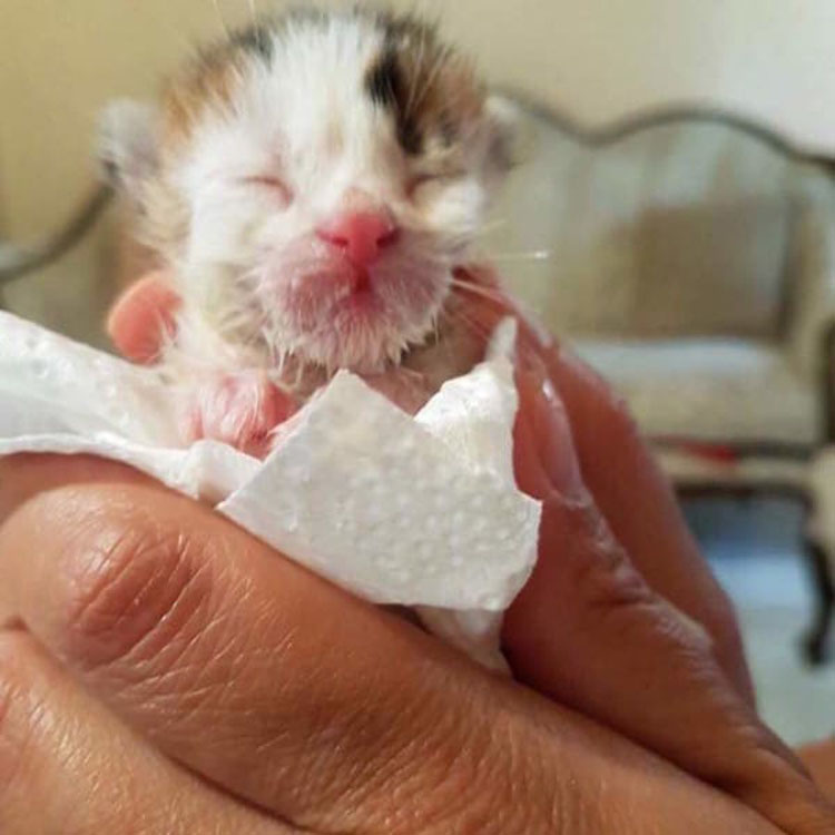 Escuchó a un gatito maullando en un contenedor, después el veterinario dijo que es un gato extremadamente raro