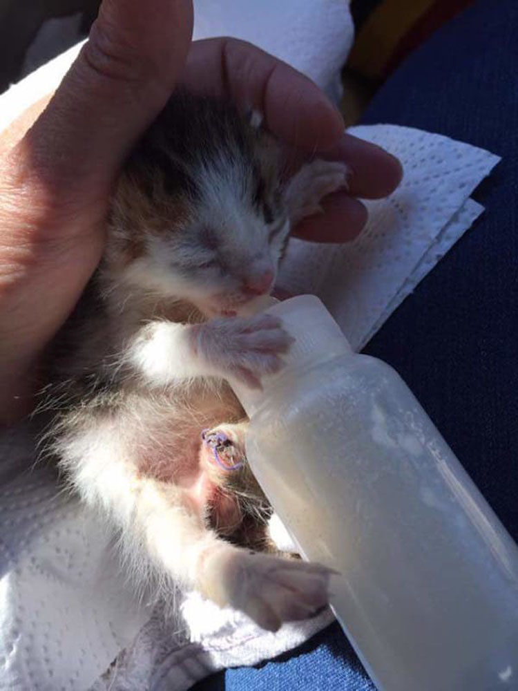 Escuchó a un gatito maullando en un contenedor, después el veterinario dijo que es un gato extremadamente raro