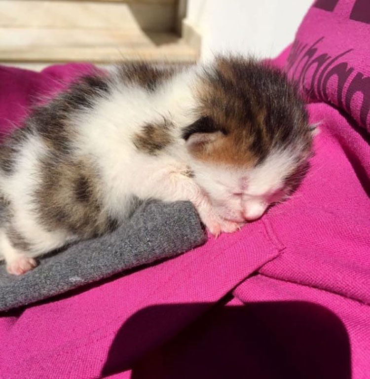 Escuchó a un gatito maullando en un contenedor, después el veterinario dijo que es un gato extremadamente raro