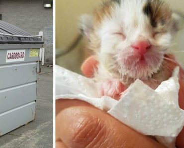 Escuchó a un gatito maullando en un contenedor, después el veterinario dijo que es un gato extremadamente raro