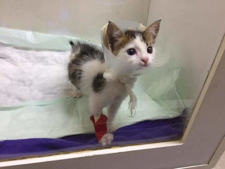 Escuchó a un gatito maullando en un contenedor, después el veterinario dijo que es un gato extremadamente raro