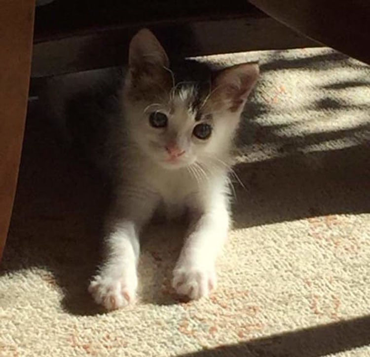 Escuchó a un gatito maullando en un contenedor, después el veterinario dijo que es un gato extremadamente raro