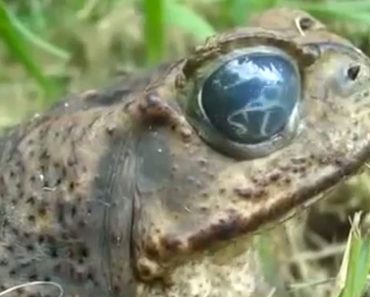 El parásito que se mueve en el interior del ojo de esta rana también puede afectar al ser humano