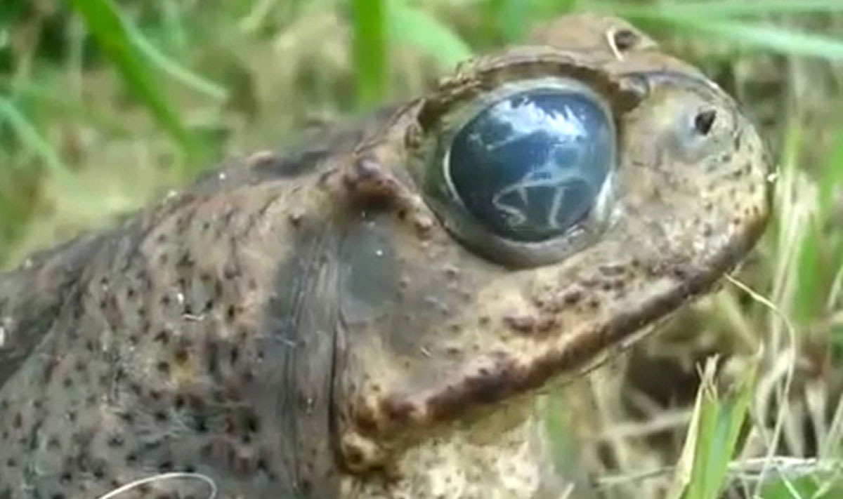El parásito que se mueve en el interior del ojo de esta rana también puede afectar al ser humano