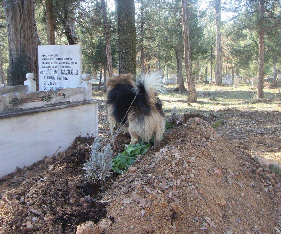 Un perro se sienta con ojos tristes bajo el ataúd - lo que sucede a continuación derramó lágrimas