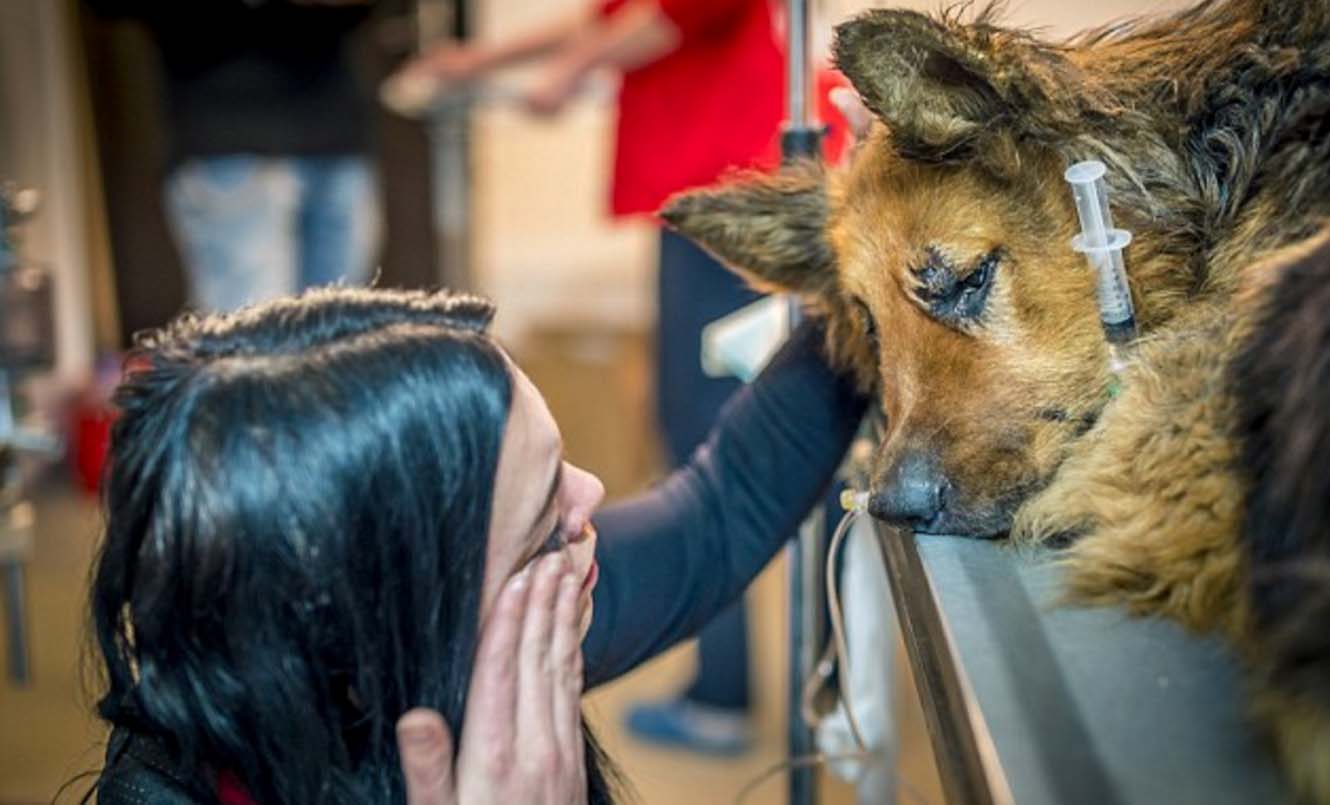 El perro mutilado por el 'Carnicero de Bucarest' llega al Reino Unido. Este es su estado