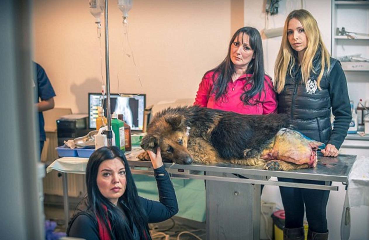 El perro mutilado por el 'Carnicero de Bucarest' llega al Reino Unido. Este es su estado
