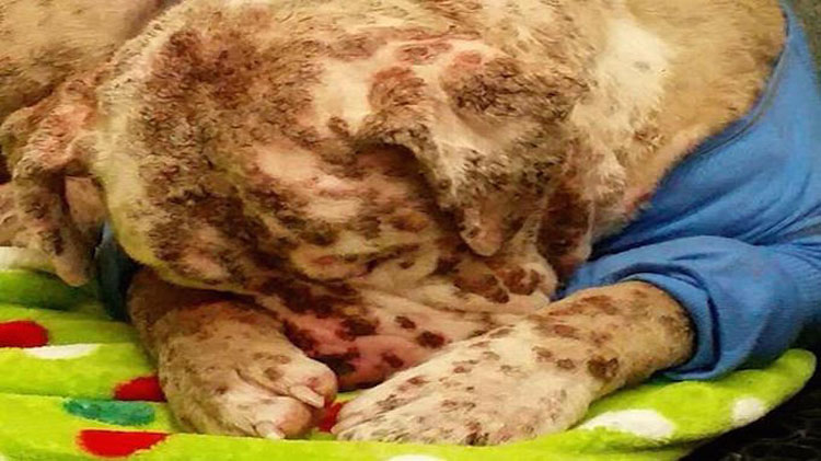 Cachorro abandonado que fue picado por 1.000 abejas está irreconocible después de darle una segunda oportunidad