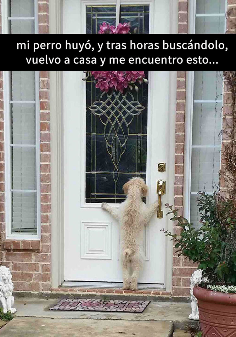 15 Divertidos snapchats con perros con los que es imposible no reírse. ¡ATENCIÓN al 11!