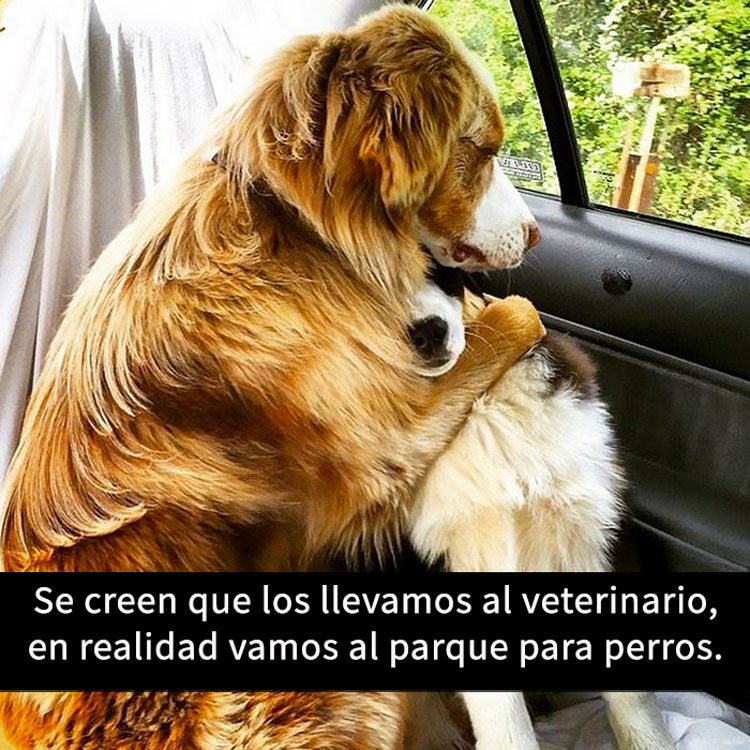 15 Divertidos snapchats con perros con los que es imposible no reírse. ¡ATENCIÓN al 11!