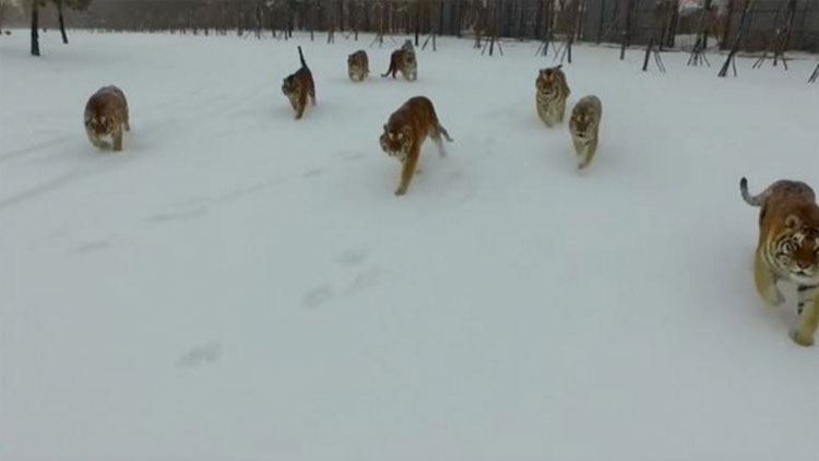 La triste verdad detrás de este video viral de los tigres que atacan a un drone