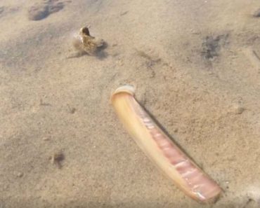 Un científico hizo un video de una navaja en el agua y a continuación es testigo de un raro fenómeno 1 Un científico hizo un video de una navaja en el agua y a continuación es testigo de un raro fenómeno