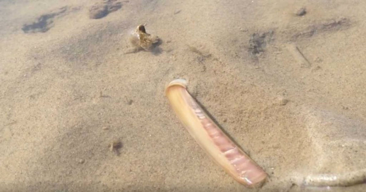 Un científico hizo un video de una navaja en el agua y a continuación es testigo de un raro fenómeno