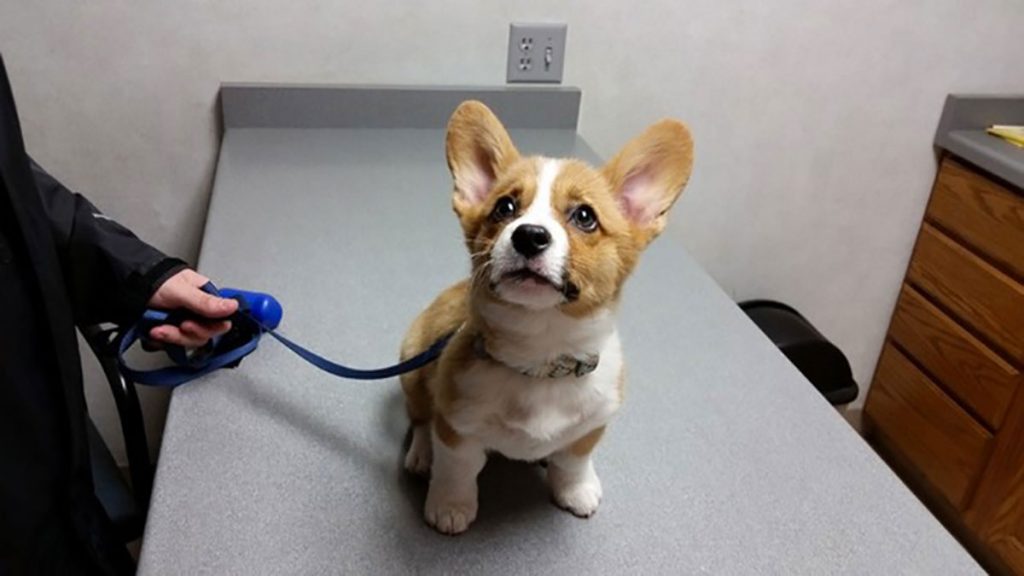 Las 12 fotos más divertidas de mascotas que se dan cuenta de que están en el veterinario