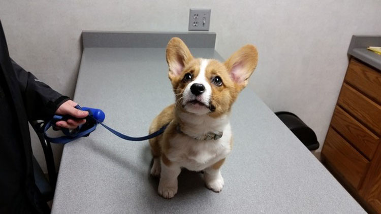 Las 12 fotos más divertidas de mascotas que se dan cuenta de que están en el veterinario