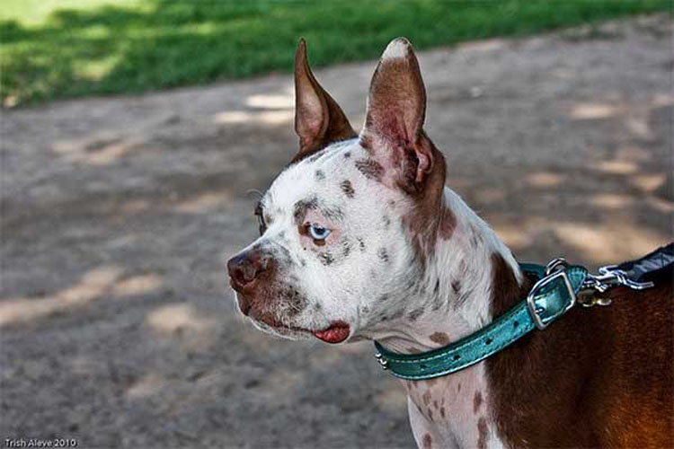 33 perros únicos que le harán soñar. ¡El séptimo es realmente nuestro favorito!