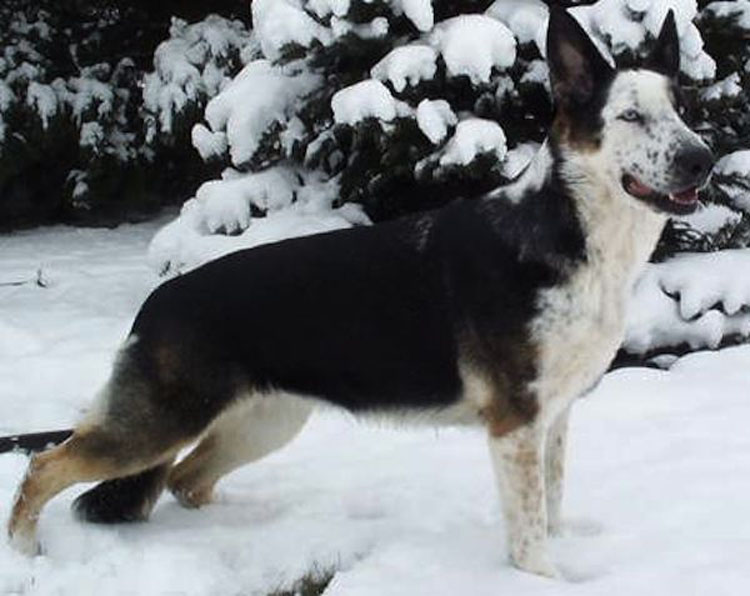 33 perros únicos que le harán soñar. ¡El séptimo es realmente nuestro favorito!