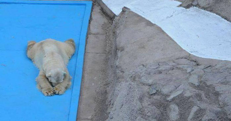 El oso polar más triste del mundo muere después de 22 años en un foso de hormigón