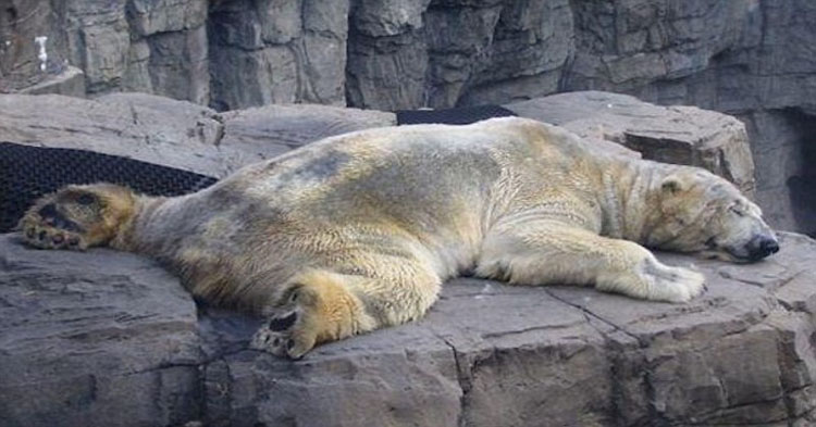 El oso polar más triste del mundo muere después de 22 años en un foso de hormigón