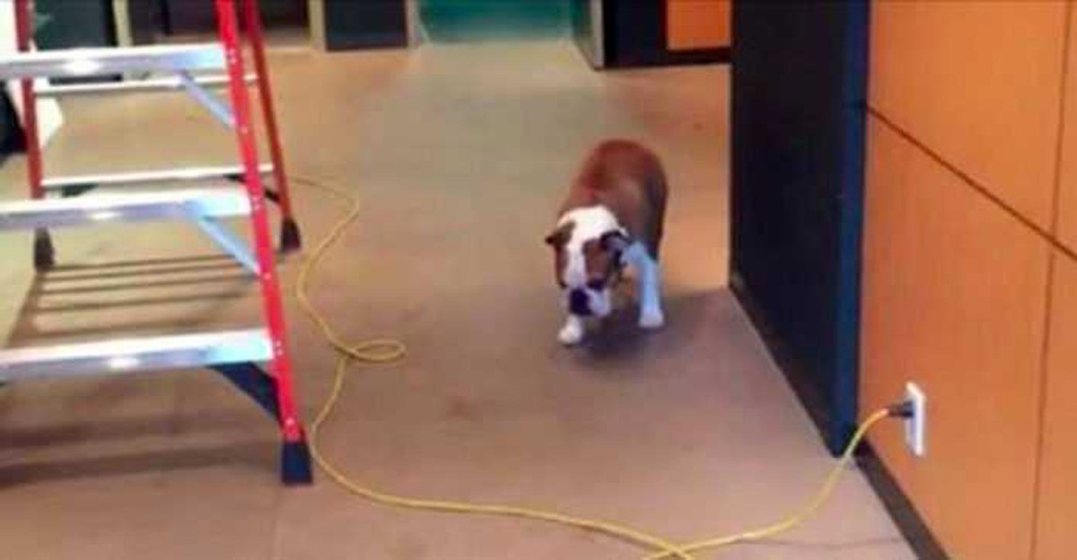El bulldog tenía miedo de caminar sobre los cables - no podrá evitar reírse de su inteligente solución