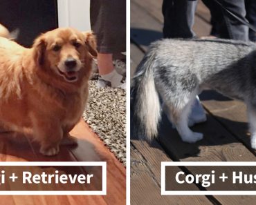 15 veces que un Corgi fue mezclado con otras razas, y el resultado fue absolutamente asombroso