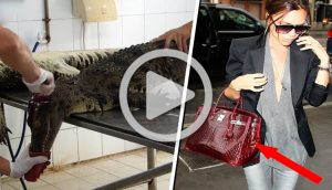 Video clandestino expone el horrible orígen de algunos bolsos y zapatos de lujo