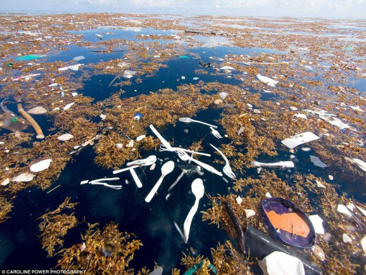 Imágenes increíbles muestran lo que se esconde en medio de nuestros océanos