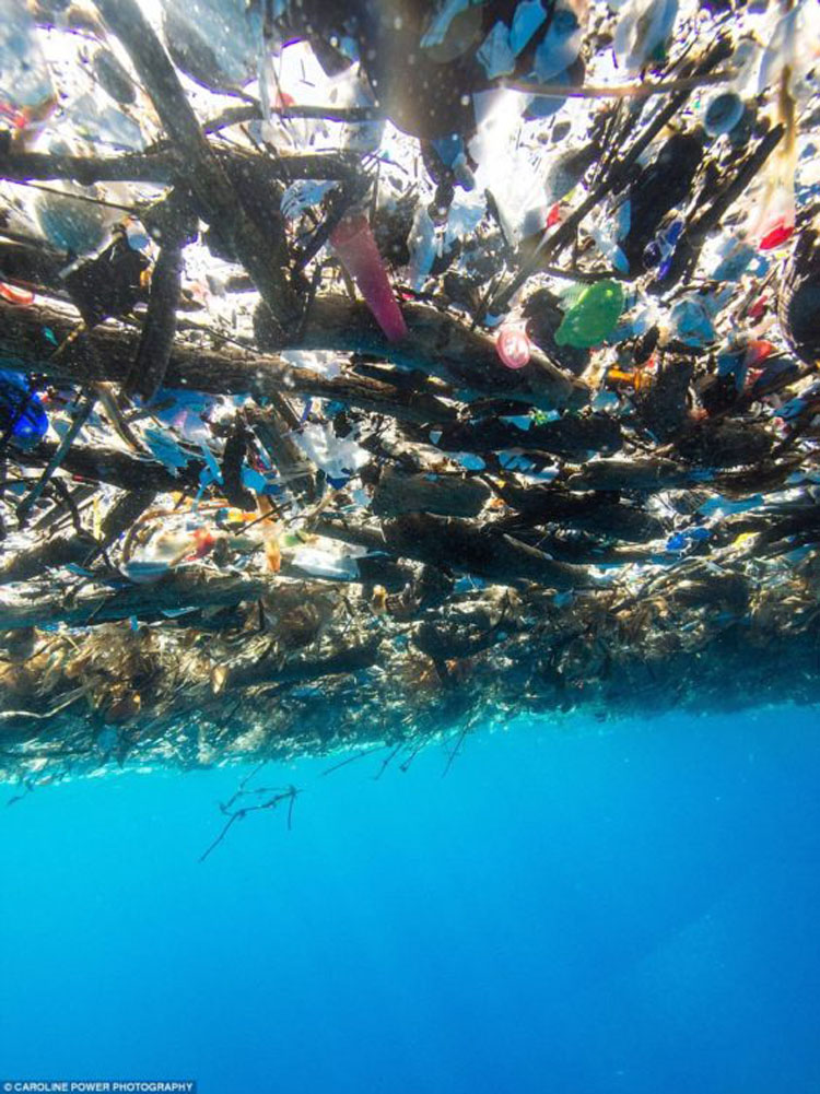 Imágenes increíbles muestran lo que se esconde en medio de nuestros océanos