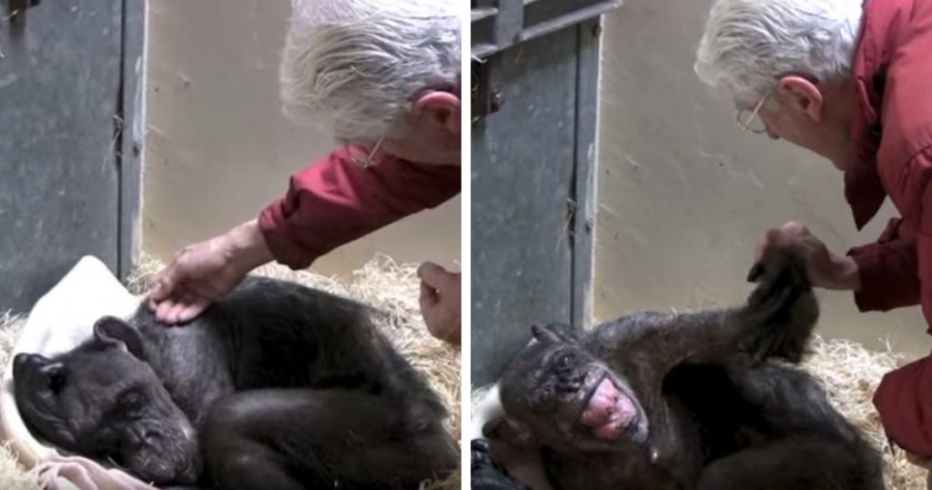 Chimpancé moribunda de 59 años rechaza la comida, hasta que reconoce la voz de su viejo cuidador 1
