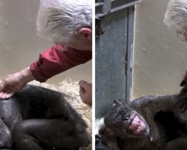 Chimpancé moribunda de 59 años rechaza la comida, hasta que reconoce la voz de su viejo cuidador 1
