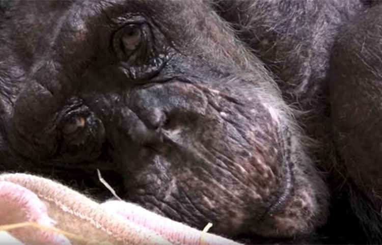 Chimpancé moribundo de 59 años rechaza la comida, hasta que reconoce la voz de su viejo cuidador