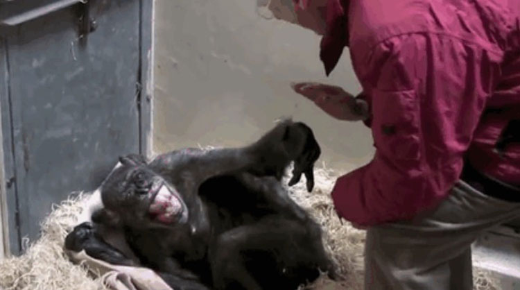Chimpancé moribundo de 59 años rechaza la comida, hasta que reconoce la voz de su viejo cuidador
