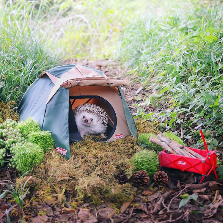 El pequeño Azuki se va de camping, y sus fotos es lo mejor que hoy verás en Internet