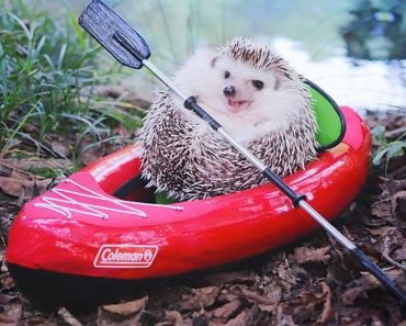 El pequeño Azuki se va de camping, y sus fotos es lo mejor que hoy verás en Internet 3