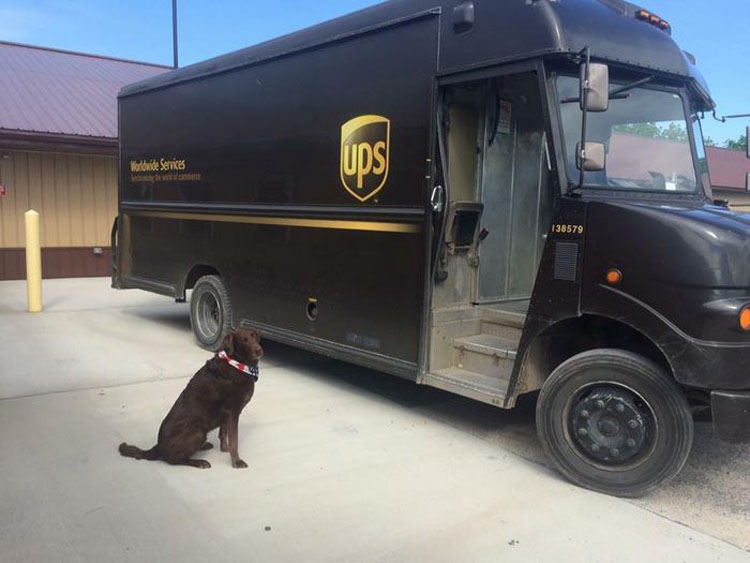 Los conductores de UPS tienen un grupo en Facebook que publica las fotos de los perros con los que se encuentran durante el envío