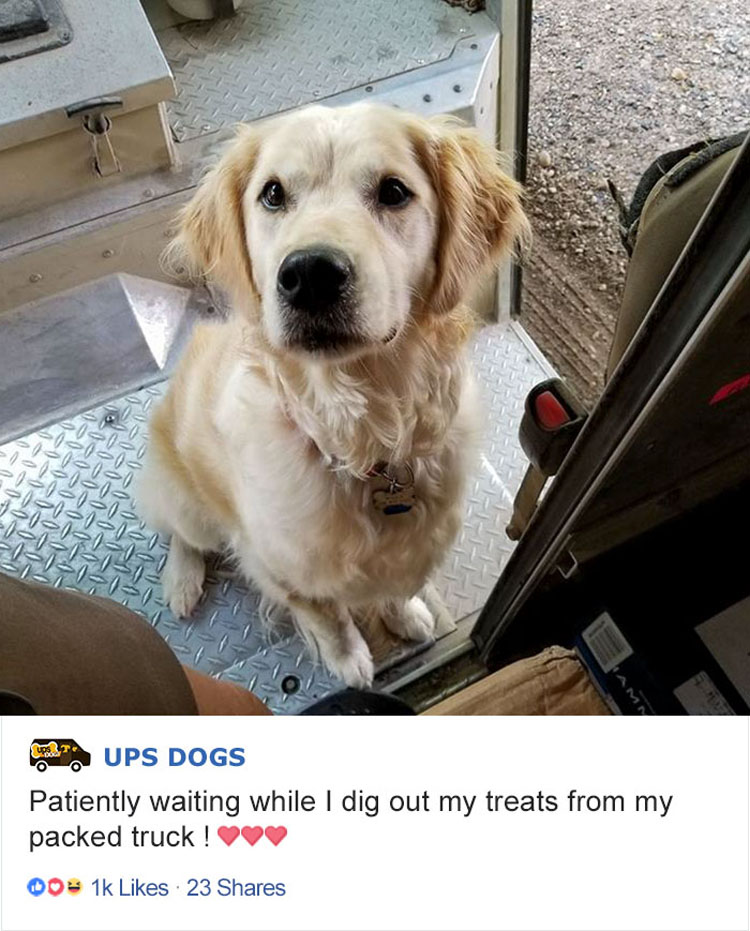 Los conductores de UPS tienen un grupo en Facebook que publica las fotos de los perros con los que se encuentran durante el envío