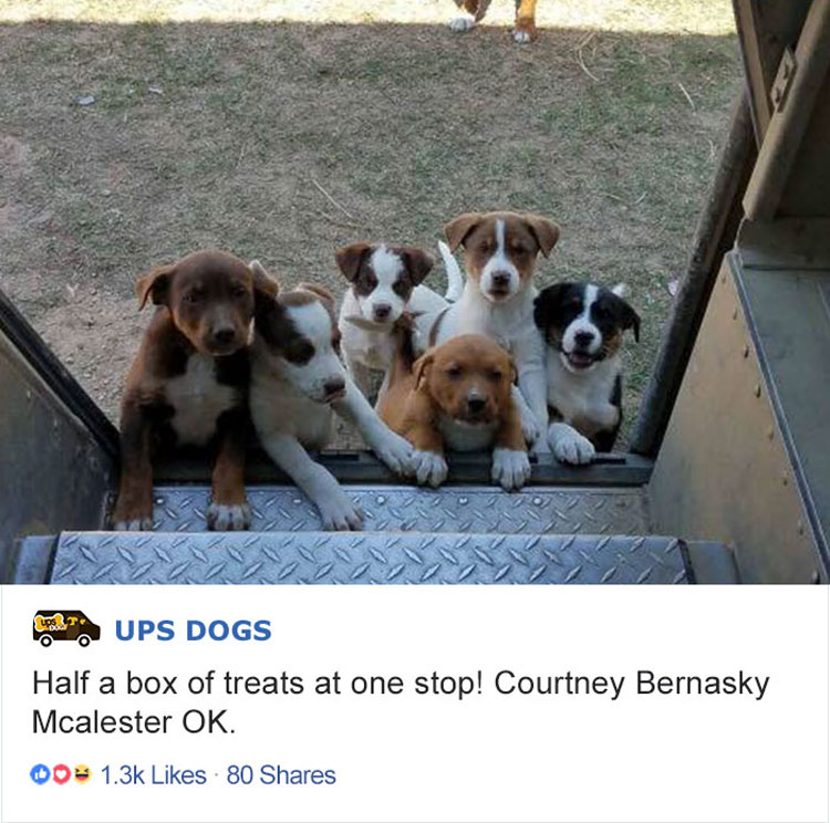 Los conductores de UPS tienen un grupo en Facebook que publica las fotos de los perros con los que se encuentran durante el envío