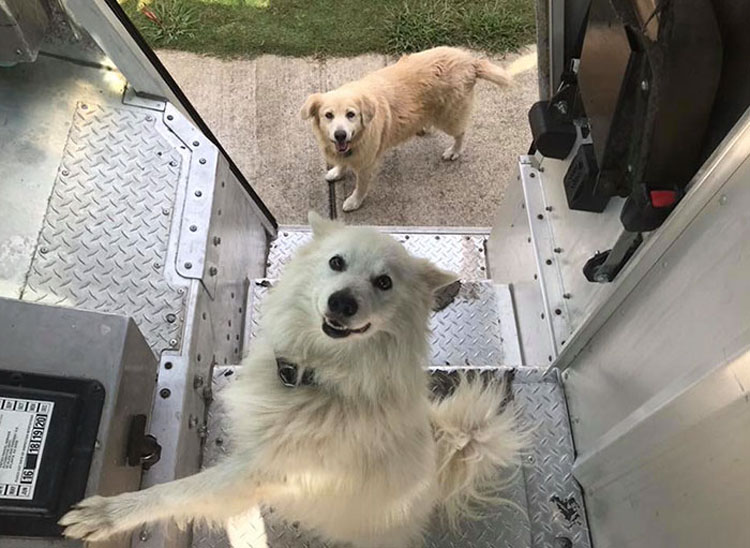 Los conductores de UPS tienen un grupo en Facebook que publica las fotos de los perros con los que se encuentran durante el envío