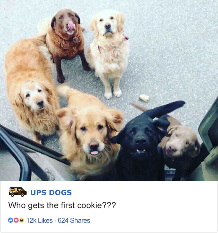 Los conductores de UPS tienen un grupo en Facebook que publica las fotos de los perros con los que se encuentran durante el envío