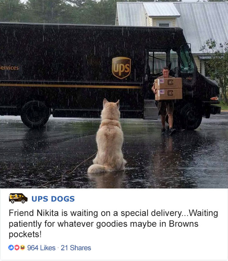 Los conductores de UPS tienen un grupo en Facebook que publica las fotos de los perros con los que se encuentran durante el envío