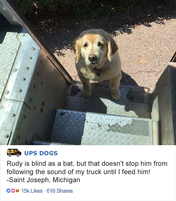 Los conductores de UPS tienen un grupo en Facebook que publica las fotos de los perros con los que se encuentran durante el envío