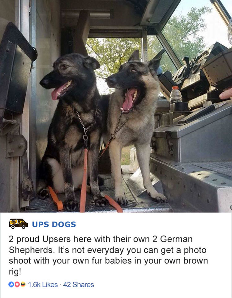 Los conductores de UPS tienen un grupo en Facebook que publica las fotos de los perros con los que se encuentran durante el envío