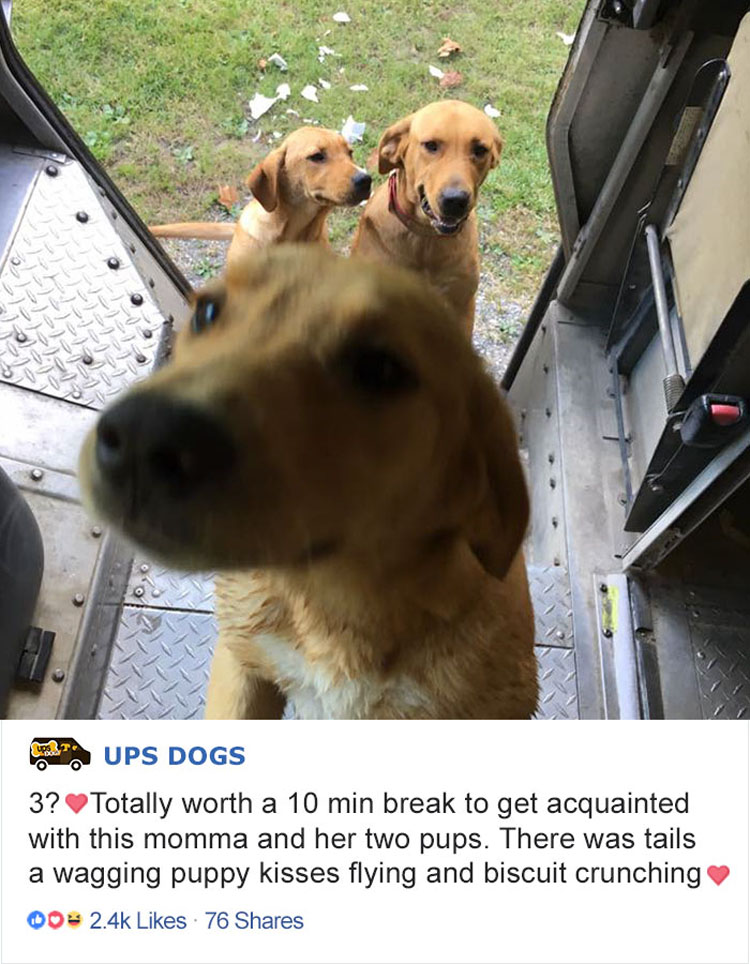 Los conductores de UPS tienen un grupo en Facebook que publica las fotos de los perros con los que se encuentran durante el envío