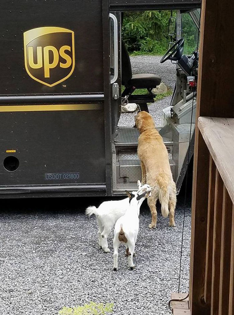 Los conductores de UPS tienen un grupo en Facebook que publica las fotos de los perros con los que se encuentran durante el envío