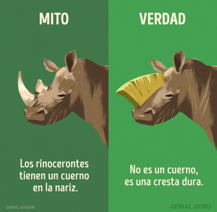 13 mitos sobre los animales en los que todavía creemos