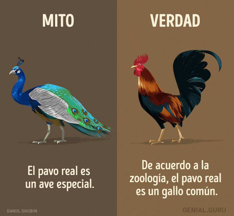 13 mitos sobre los animales en los que todavía creemos